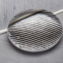 04 FFFK MA Apelt Peter Lupe 04